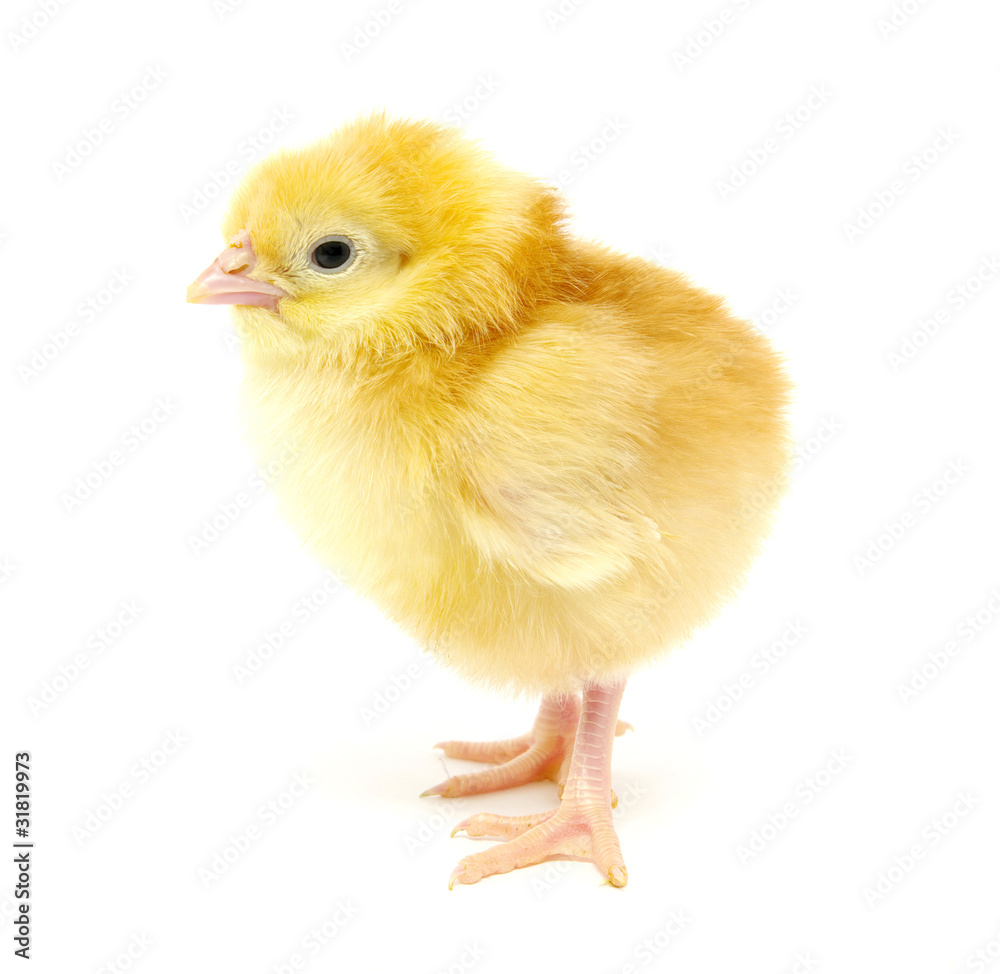 Fototapeta premium chicken