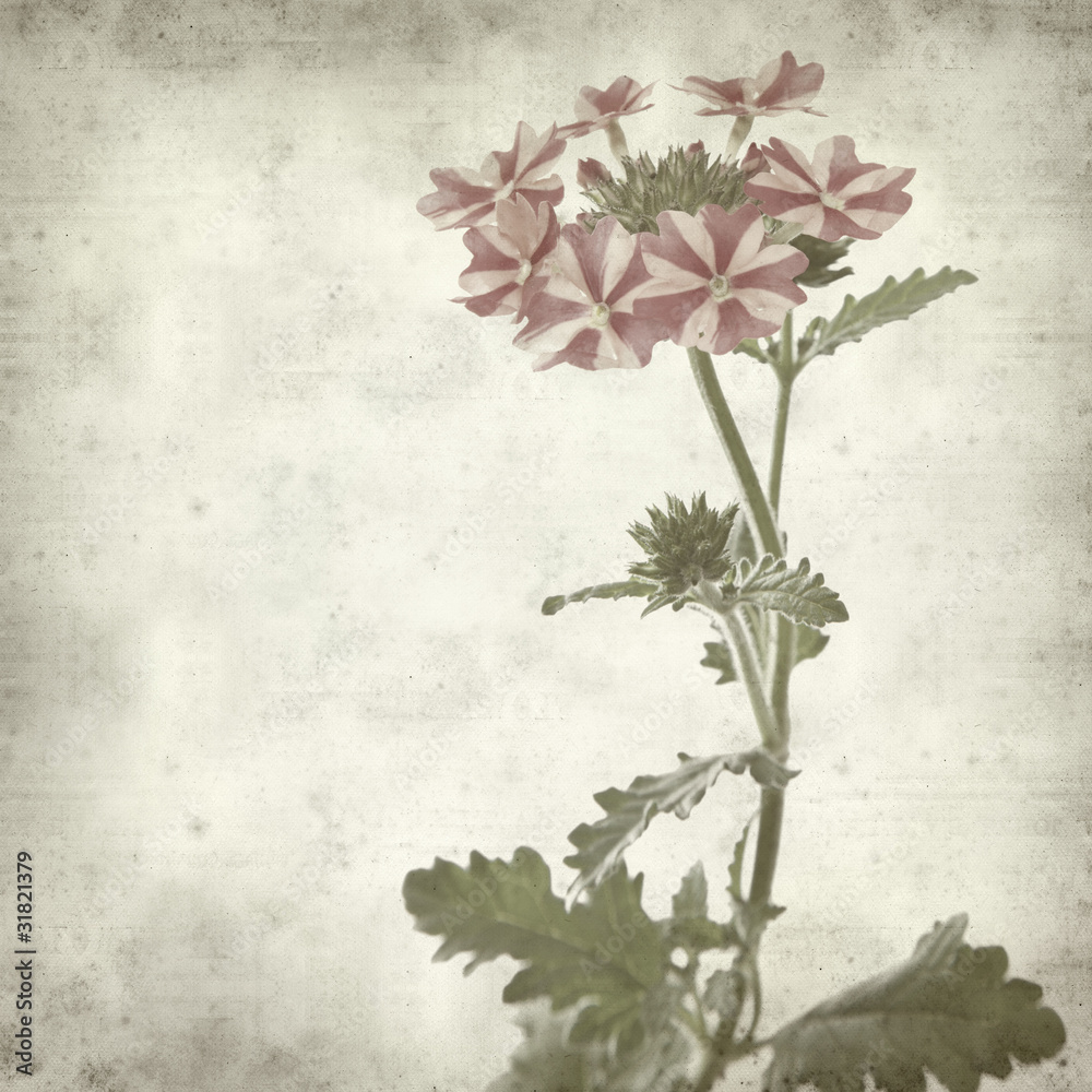 textured old paper background with pink garden verbena textured old paper background with pink garden verbena