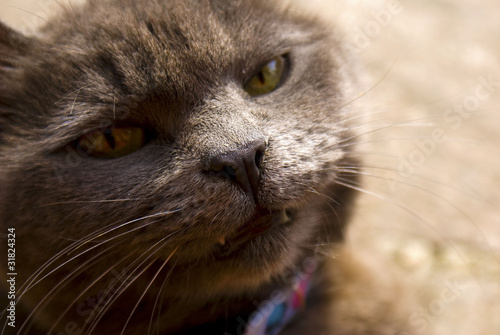 Micio