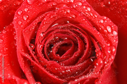 Beautiful red rose as a background