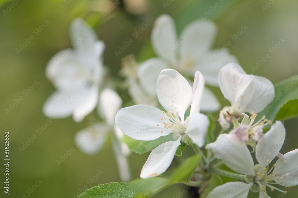 fleurs de pommier