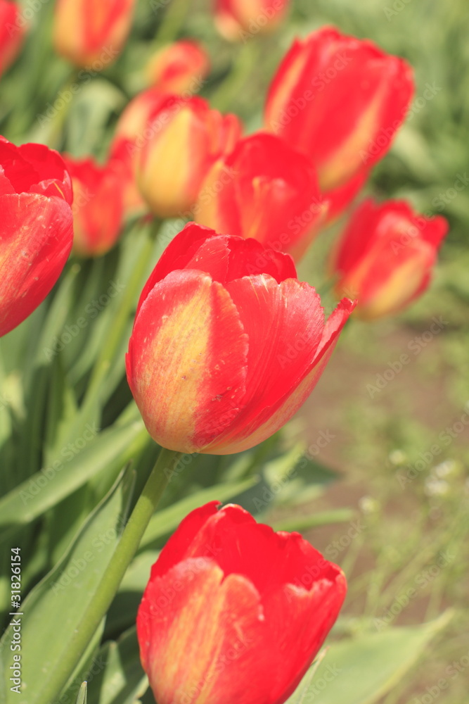 Fototapeta premium Colorful tulips in a field.
