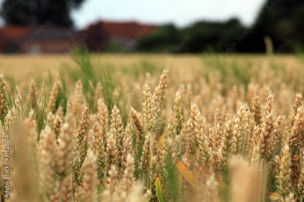 Fototapeta premium Sentier