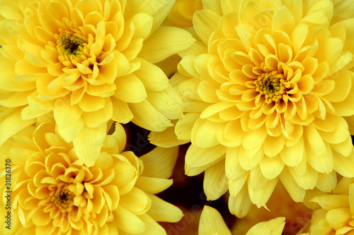 yellow chrysanthemum