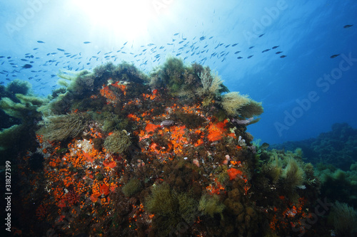 fondale marino pantelleria photo