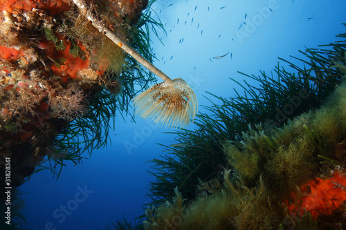 spirografo fondali pantelleria photo