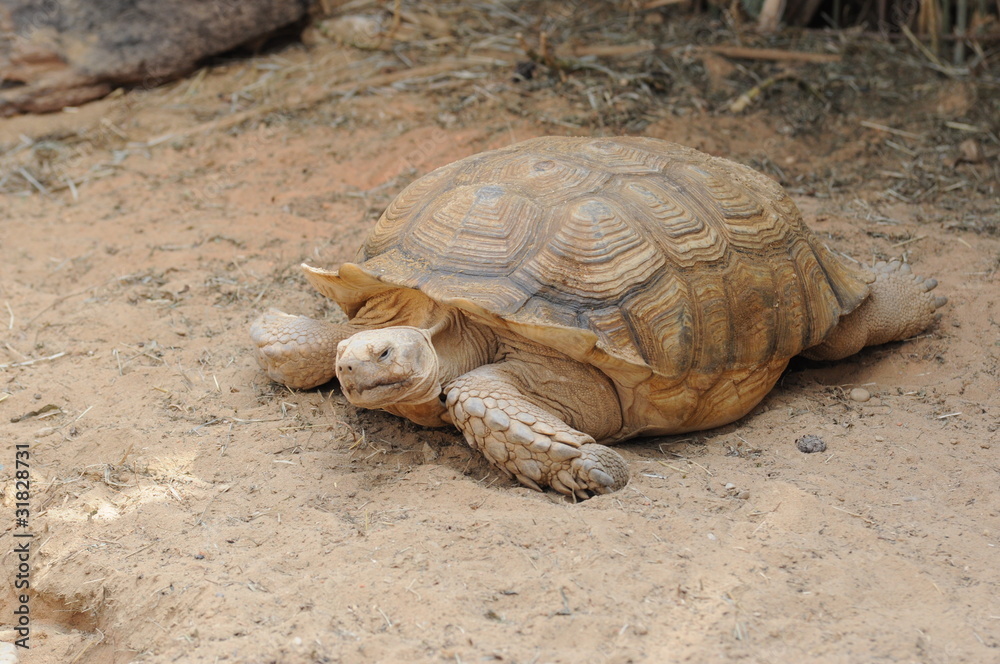 Obraz premium tortue