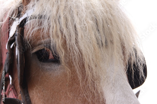 Gros plan sur tête de cheval photo