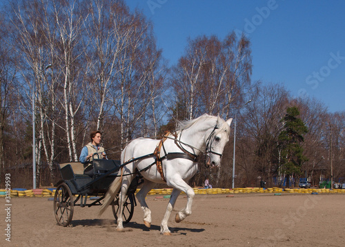 Cart with a white horse