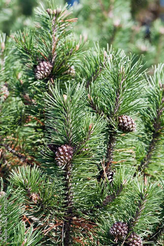Fir branch with a cones Fir branch with a cones