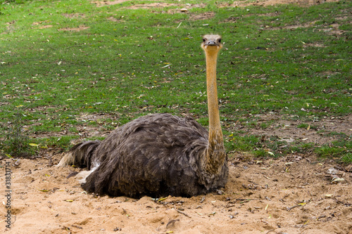 Ostrich sitting on the sand