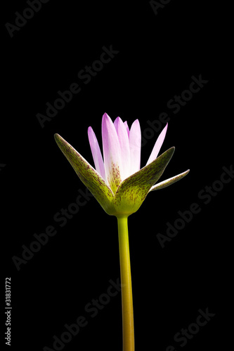 Beautiful purple water lilly on black background