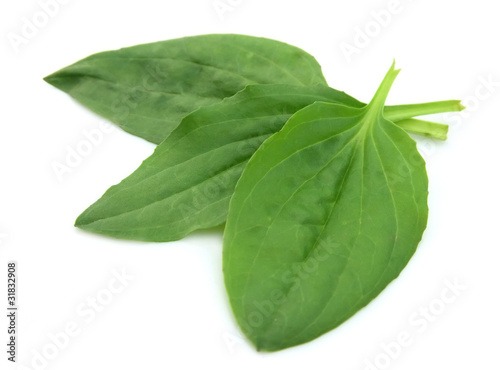 Plantain leaves
