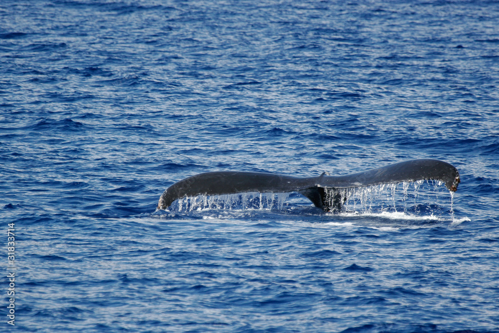 Fototapeta premium Humpback whale tail