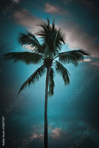 a coconut tree bright blue background