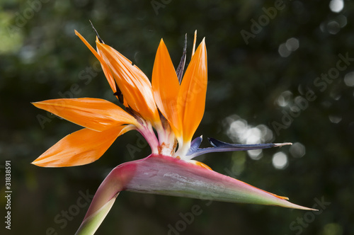 Strelitzia,  bird of paradise flower,  crane flower.