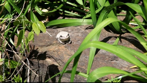 Tree frog