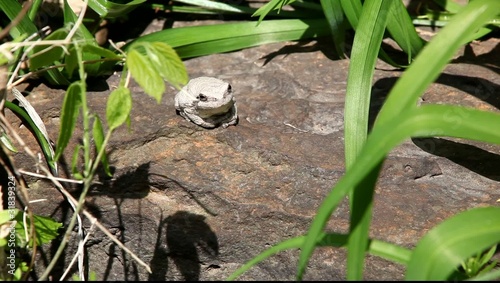 Gray tree frog