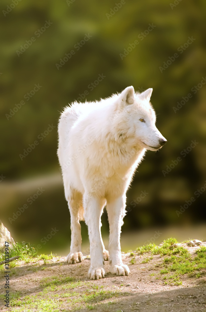 Obraz premium le loup blanc