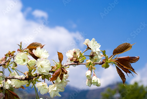 ウコンザクラの花と青空