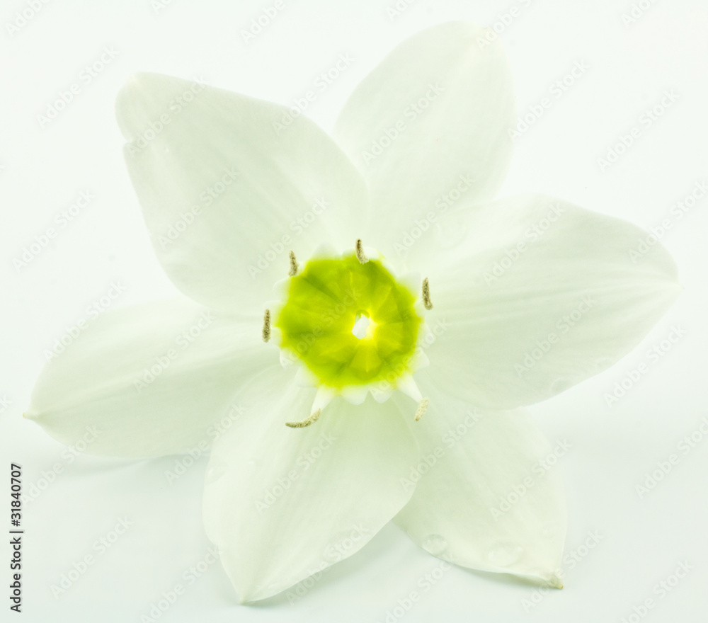 fleur blanche du lys de la Vierge fleur blanche du lys de la Vierge
