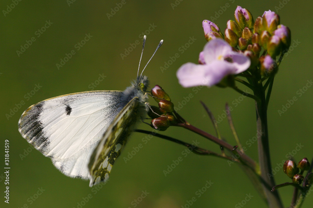 Aurorafalter, Weibchen