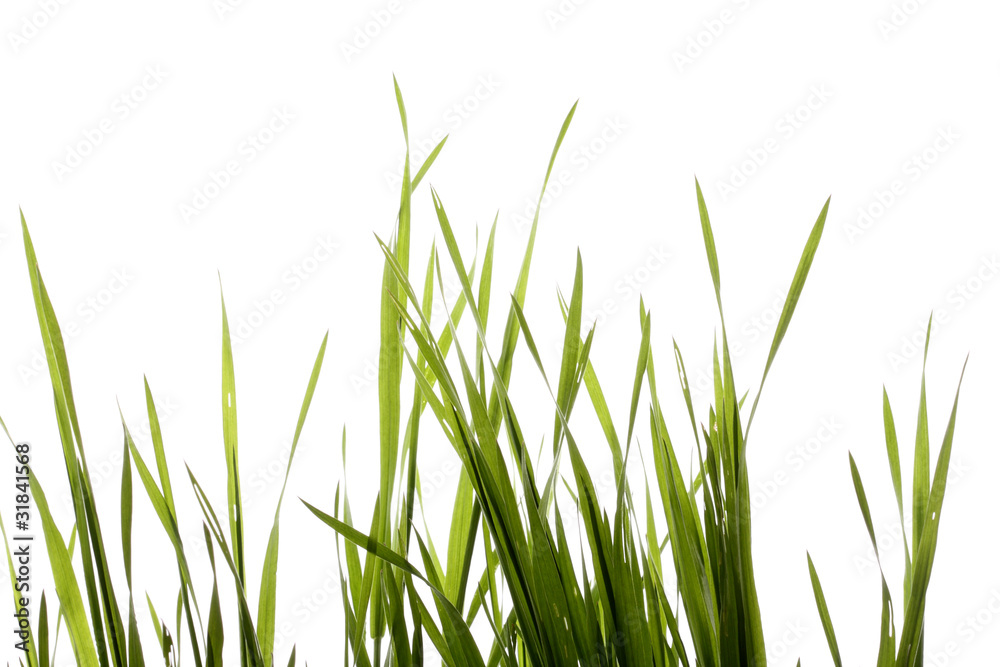grass grass