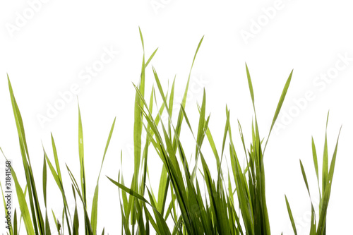 grass © victures