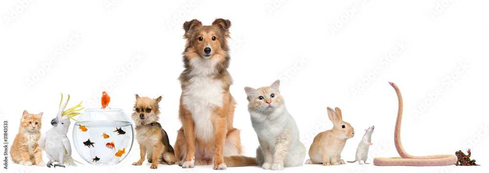 Obraz premium Group of pets sitting in front of white background