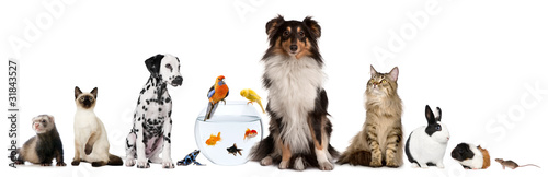 Group of pets sitting in front of white background #31843527