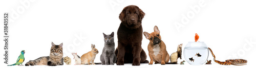 Group of pets sitting in front of white background #31843552
