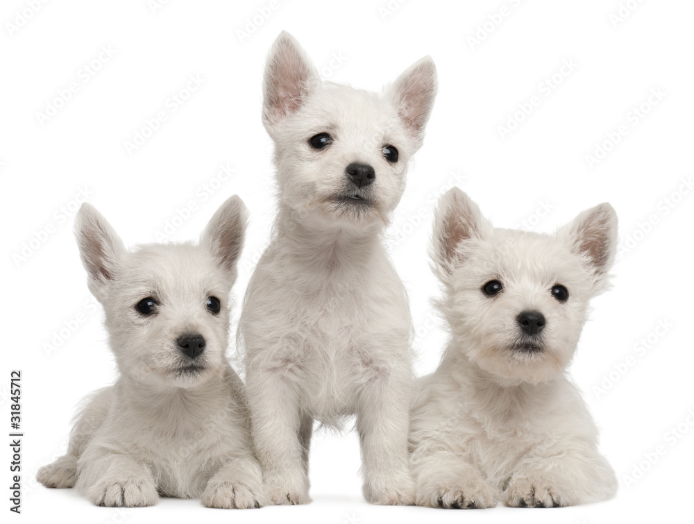 Three West Highland Terrier puppies, 7 weeks old,