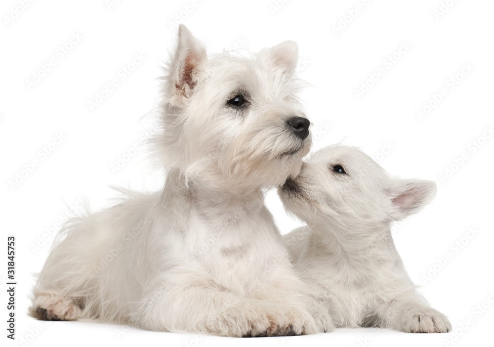 Two West Highland Terrier puppies, 4 months old and 7 weeks old, Two West Highland Terrier puppies, 4 months old and 7 weeks old,