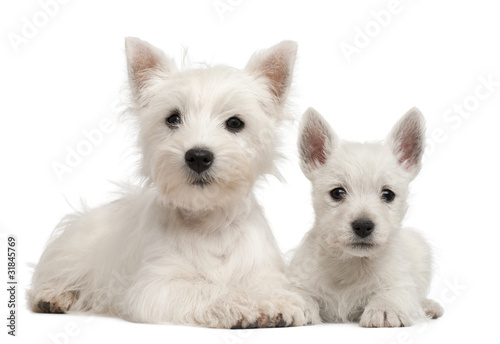 Two West Highland Terrier puppies, 4 months old and 7 weeks old,