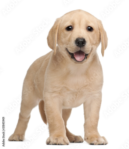 Labrador puppy  7 weeks old  in front of white background