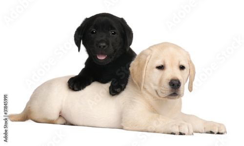 Fototapeta Naklejka Na Ścianę i Meble -  Two Labrador puppies, 7 weeks old,