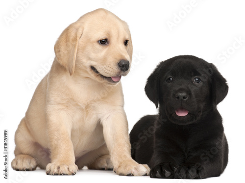 Two Labrador puppies, 7 weeks old,
