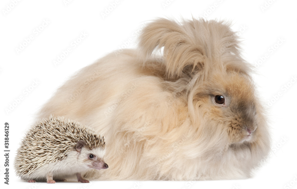 English Angora rabbit and a Four-toed Hedgehog,