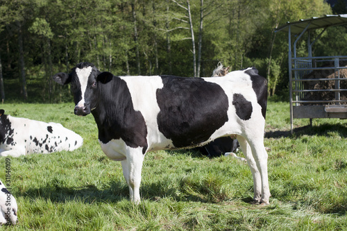 cow standing in a field