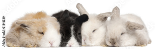 Four English Angora rabbits in front of white background