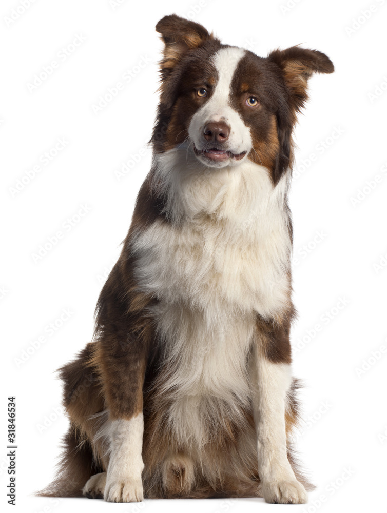 Australian Shepherd dog, 9 months old, Australian Shepherd dog, 9 months old,