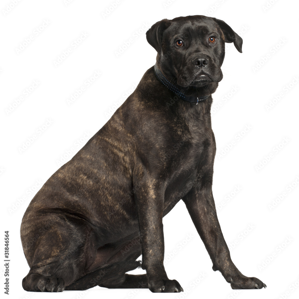 Bullmastiff, 8 months old, sitting Bullmastiff, 8 months old, sitting