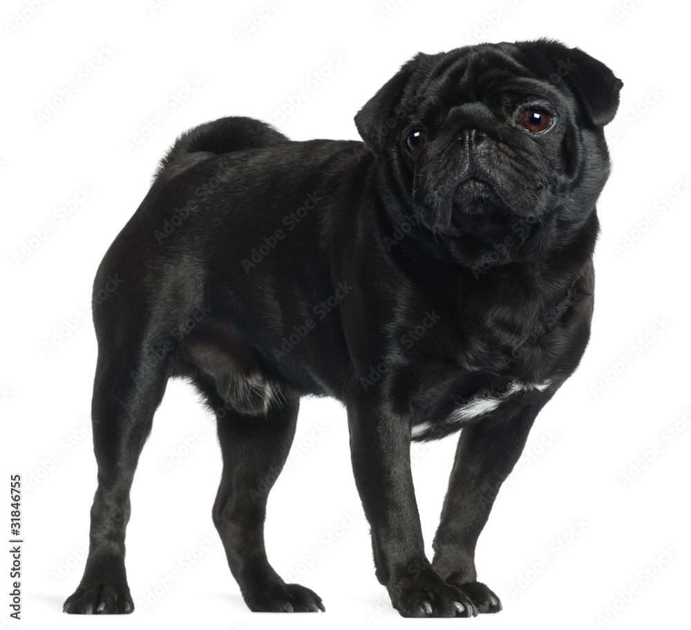 Pug, 2 and a half years old,