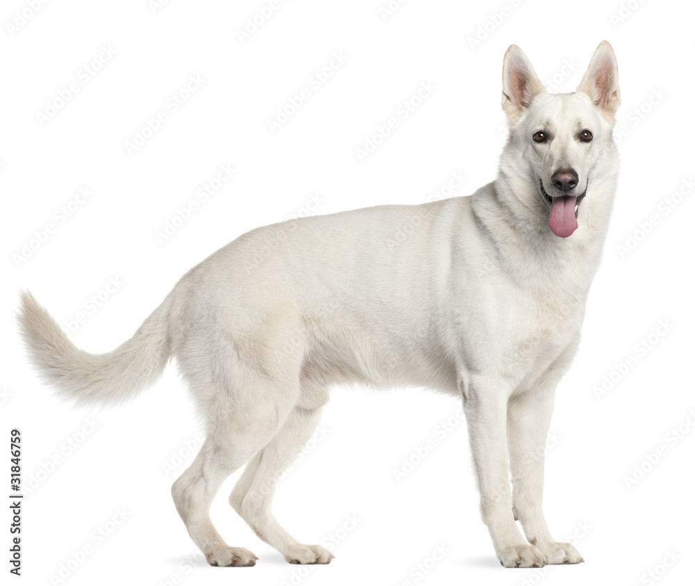 Berger Blanc Suisse, 4 years old,