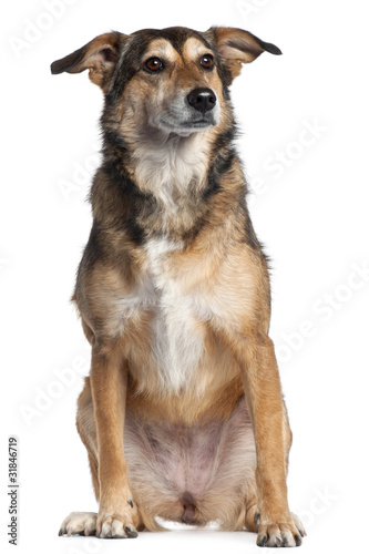 Mixed-breed dog, 4 years old,