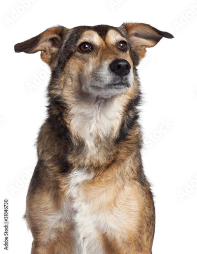 Close-up of Mixed-breed dog, 4 years old,