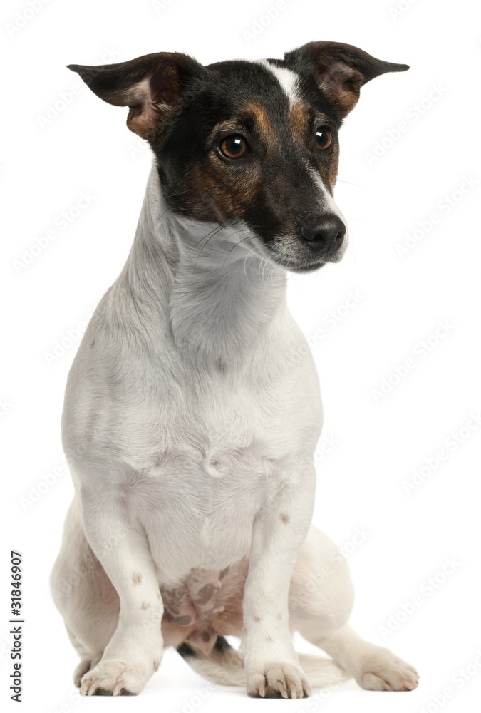 Jack Russell Terrier, 1 and a half years old,