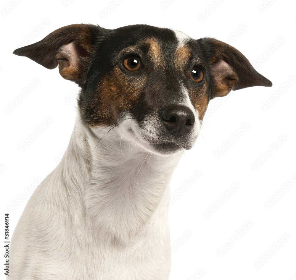 Close-up of Jack Russell Terrier, 1 and a half years old, Close-up of Jack Russell Terrier, 1 and a half years old,