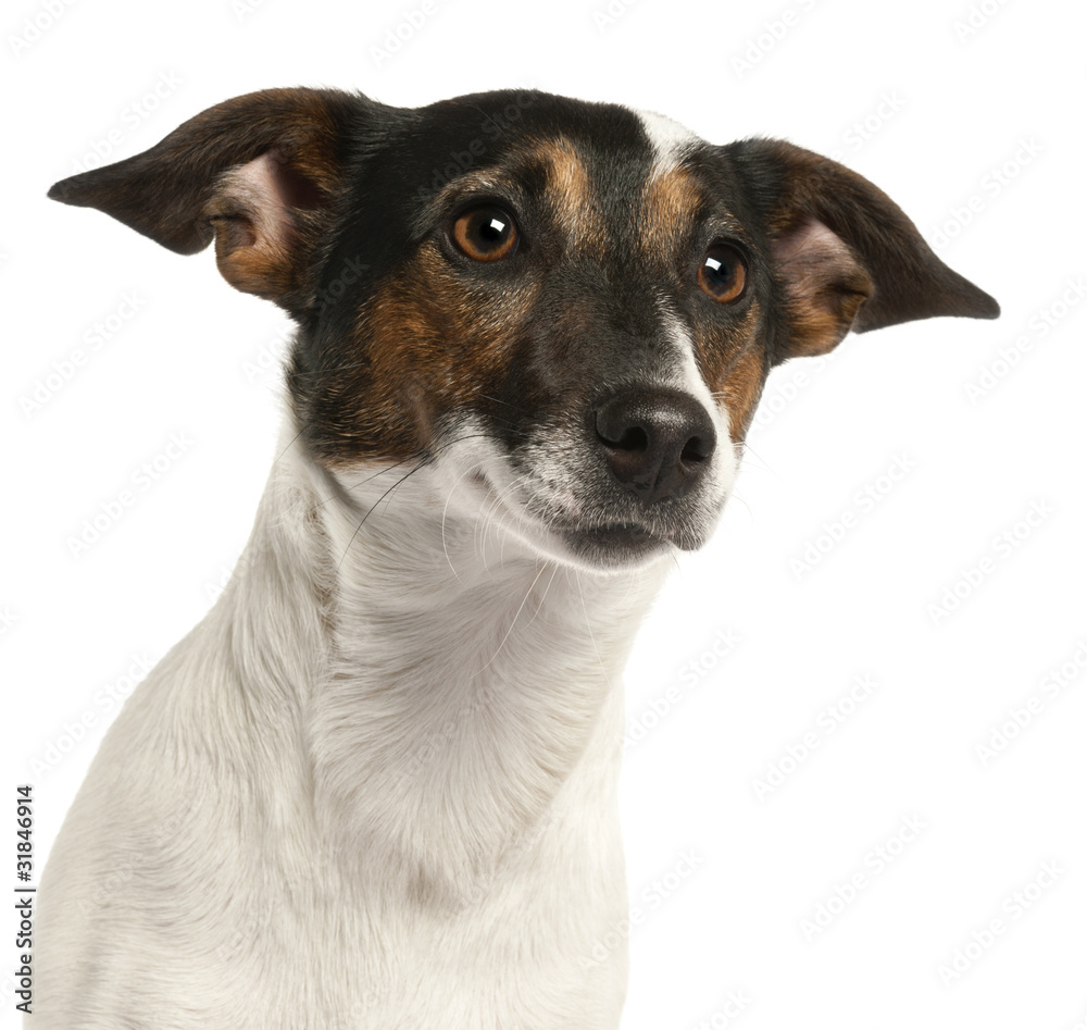 Close-up of Jack Russell Terrier, 1 and a half years old,