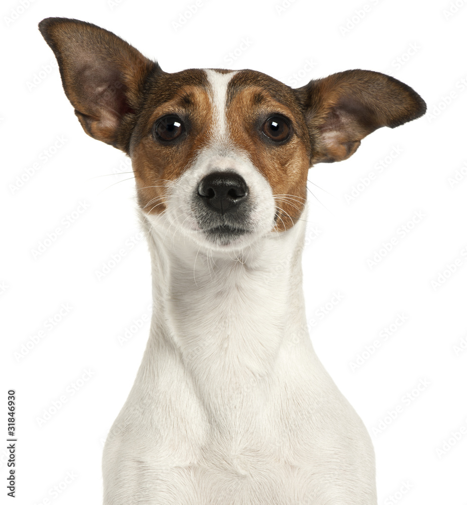 Close-up of Jack Russell Terrier, 2 years old,